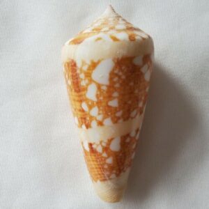 Conus Ammiralis Shell - 61mm - Admiral Cone Seashell - CN57