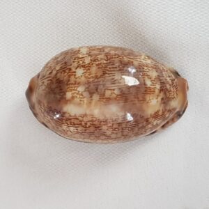 Cypraea Eglantina Seashell 61MM  - Cowry Cowrie Shell CW30