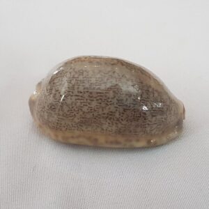 Cypraea Eglantina Seashell 55MM  - Cowry Cowrie Shell CW121