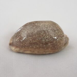 Cypraea Eglantina Seashell 55MM  - Cowry Cowrie Shell CW121