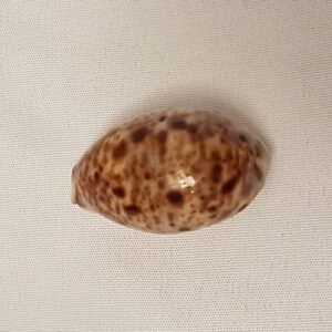 Lyncina Lynx Cowrie Seashell 40 MM - Cypraea Lynx - Nice Cowry Shell CW85