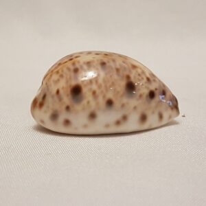 Lyncina Lynx Cowrie Seashell 38 MM - Cypraea Lynx - Nice Cowry Shell CW86