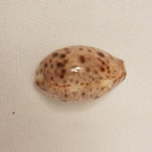 Lyncina Lynx Cowrie Seashell 38 MM - Cypraea Lynx - Nice Cowry Shell CW86