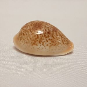 Cypraea Achatidea Inopinata Seashell 33 MM  - Cowry Cowrie Shell CW82