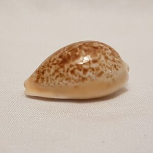 Cypraea Achatidea Inopinata Seashell 33 MM  - Cowry Cowrie Shell CW82