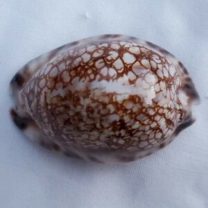 Cypraea Histrio Cowrie Seashell 59 MM - Harlequin Cowry Shell CW73 NT Crns