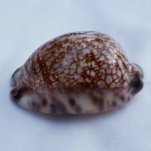 Cypraea Histrio Cowrie Seashell 59 MM - Harlequin Cowry Shell CW73 NT Crns