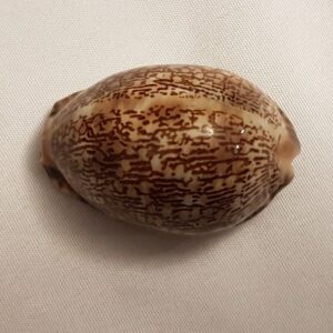 Mauritia Eglantina Seashell 51 MM - Cypraea Eglantina - dog rose - Shell CW219