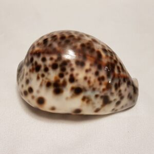 Tiger Cowrie Seashell 89 MM - Cypraea Tigris - Shell CW215