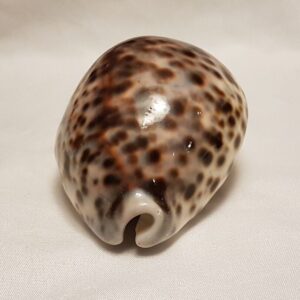 Tiger Cowrie Seashell 89 MM - Cypraea Tigris - Shell CW215