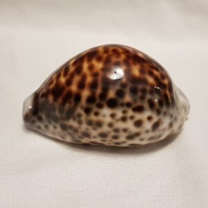 Tiger Cowrie Seashell 82 MM - Cypraea Tigris - dark spots - Shell CW214