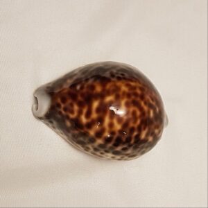 Tiger Cowrie Seashell 82 MM - Cypraea Tigris - dark spots - Shell CW214