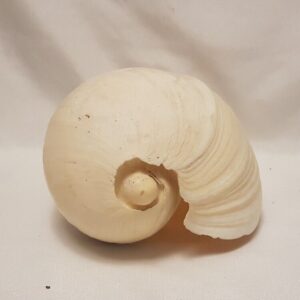 Cymbium Pepo Seashell - African Neptune Volute - 190MM - VO73 Senegal