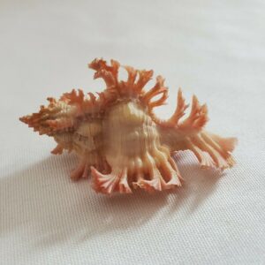 Pink Chicoreus Murex Saulii Seashell - 45MM Shell Japan - MU8