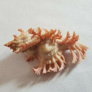 Pink Chicoreus Murex Saulii Seashell - 45MM Shell Japan - MU8