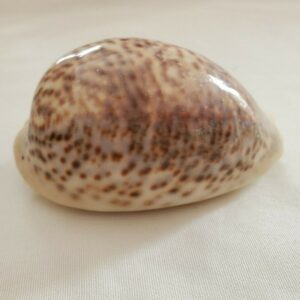 Cypraea Pantherina Cowrie Seashell 82MM - Panther Cowry CW135 Red Sea