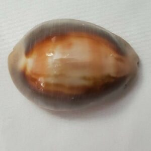 XL Cypraea Ventriculus Cowrie Seashell - 52mm - large Tummy Cowry Shell - CW143