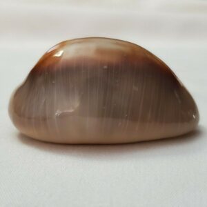 XL Cypraea Ventriculus Cowrie Seashell - 52mm - large Tummy Cowry Shell - CW143