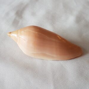 Voluta Molleri Seashell - 90MM - VO18 Australia Volute Shell