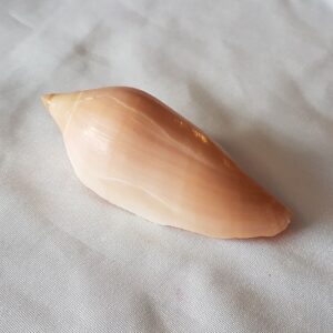 Voluta Molleri Seashell - 90MM - VO18 Australia Volute Shell