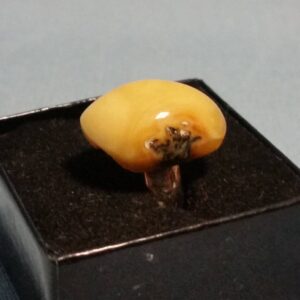 Genuine Baltic Amber Butter Color Sterling Ring